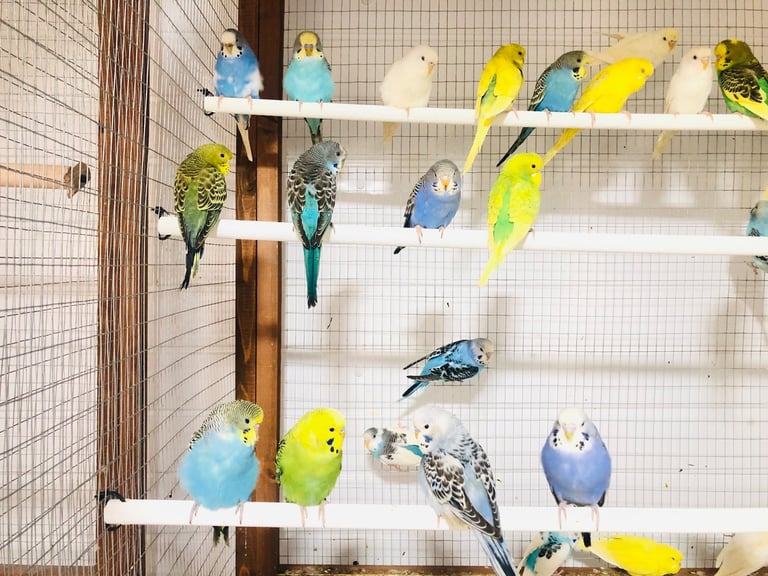 Beautiful colour’s Baby Budgies and other birds 