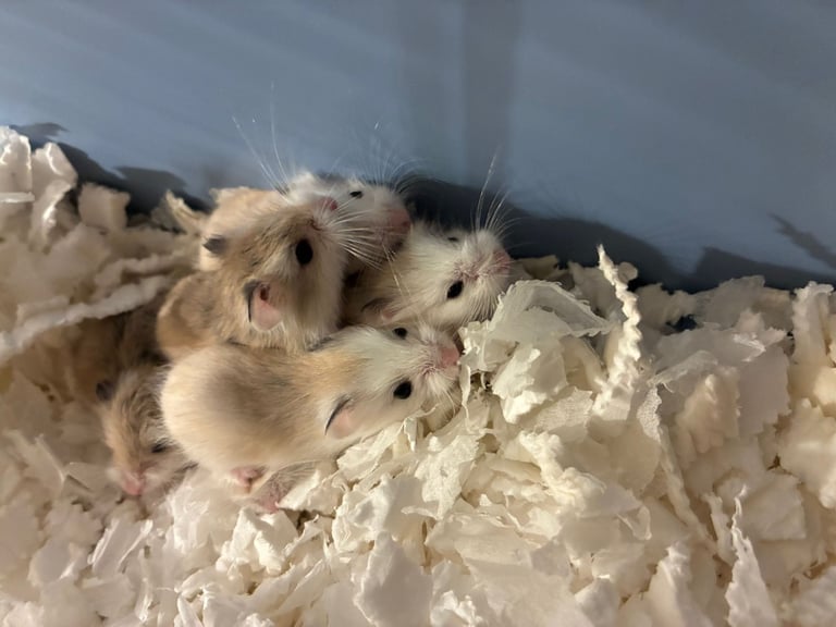 dwarf roborovski hamster