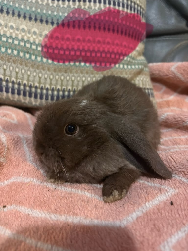 8 mini lop babies 