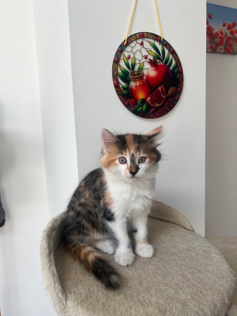 Kittens for sale
