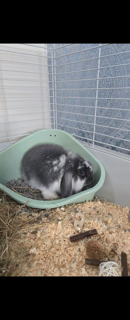 Mini lop / lion fluffy 4 month old rabbit .