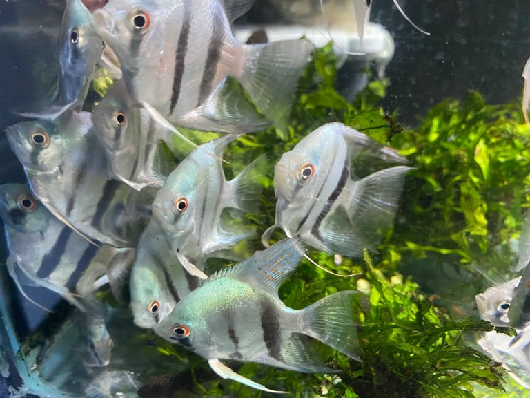 Angel fish