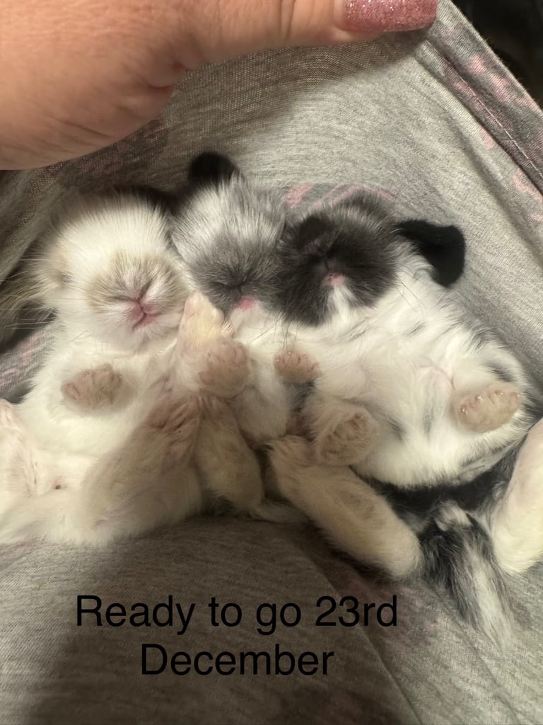 image for Dwarf baby lop ear bunnies for sale- 