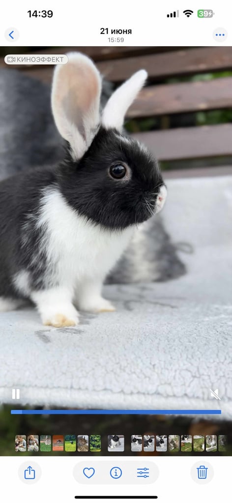 Mini lop -- Netherland dwarf male rabbits in Haverfordwest