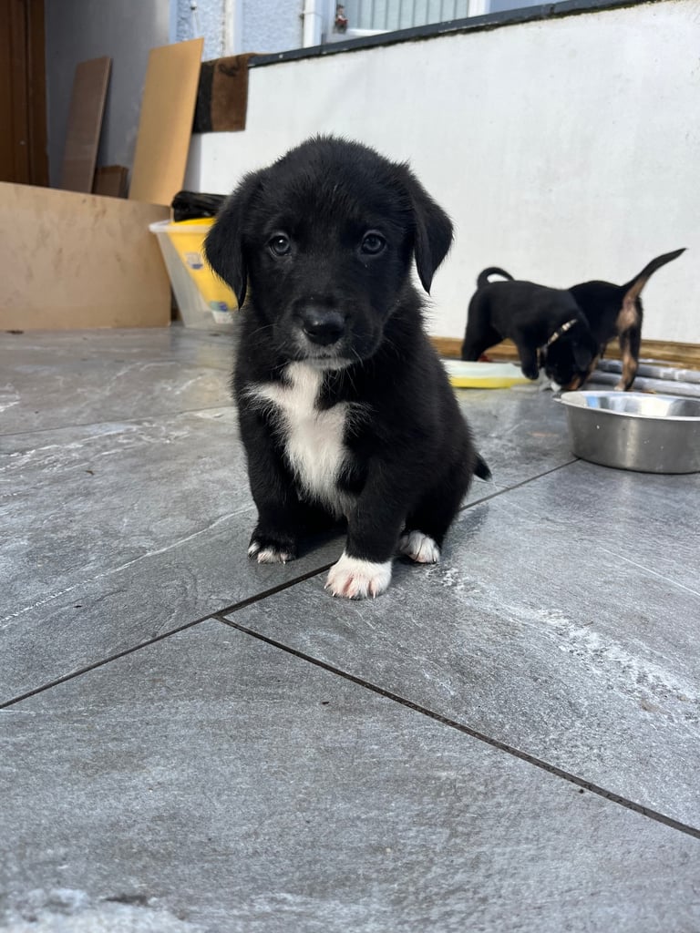Labradors x Puppies for sale
