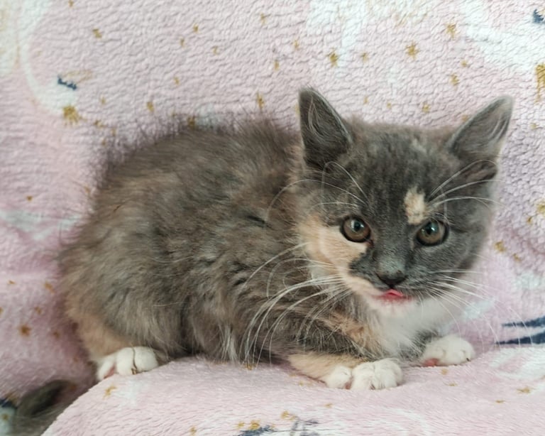 Beautiful litter of long hair kitten