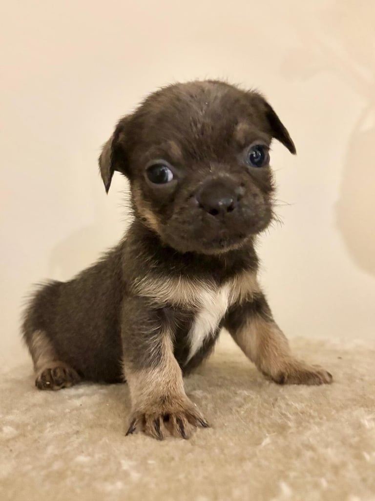 image for 3 gorgeous puppies ready to reserve 