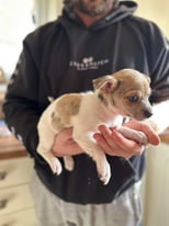 Chihuahua x Jack Russell girl for sale 