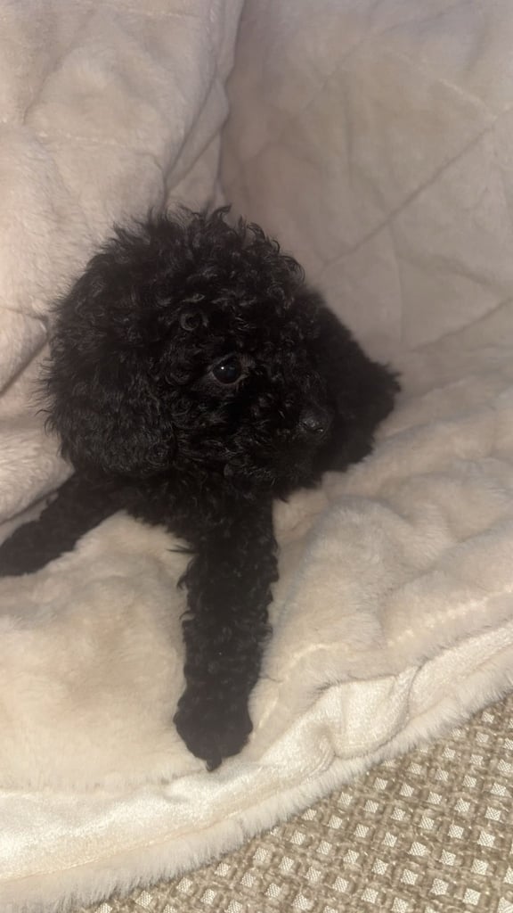 Beautiful miniature poodles