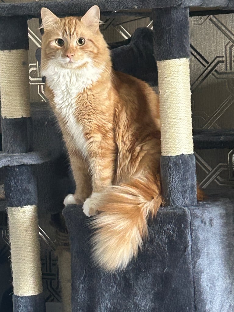 Half Maine coon 