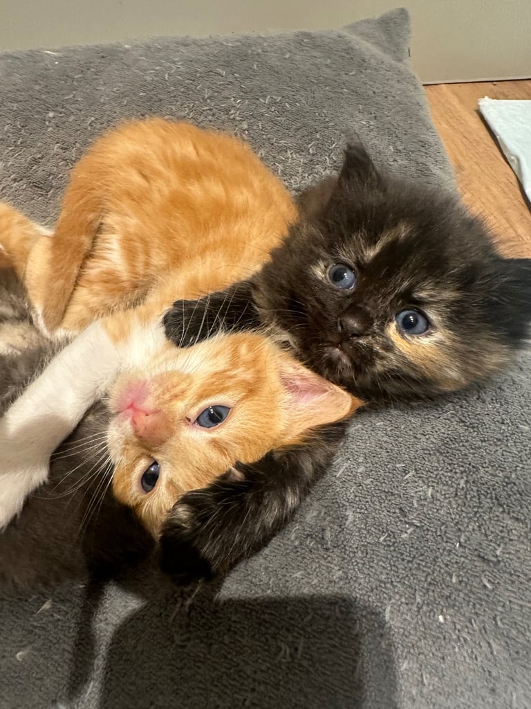 Ragdoll kittens for sale 