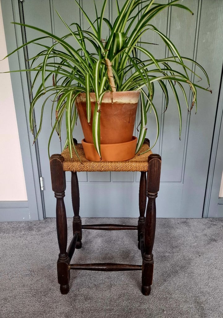 Antique Natural Plant Stand 🪴 