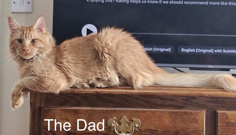 Ragdoll-Maincoon mix kittens