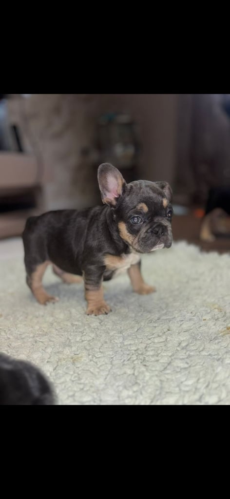 French bulldog puppys 