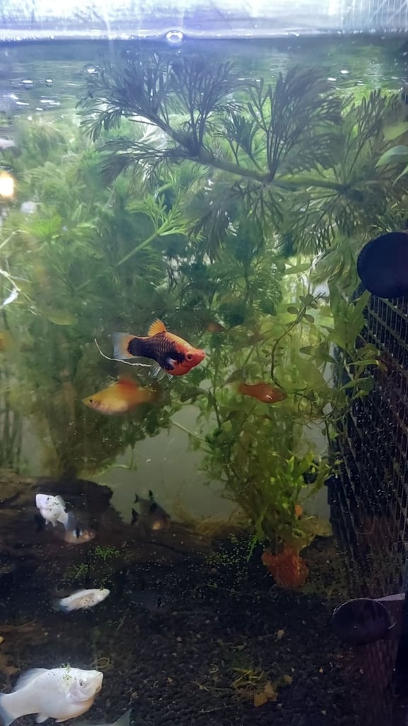  mix of tropical fish 60+