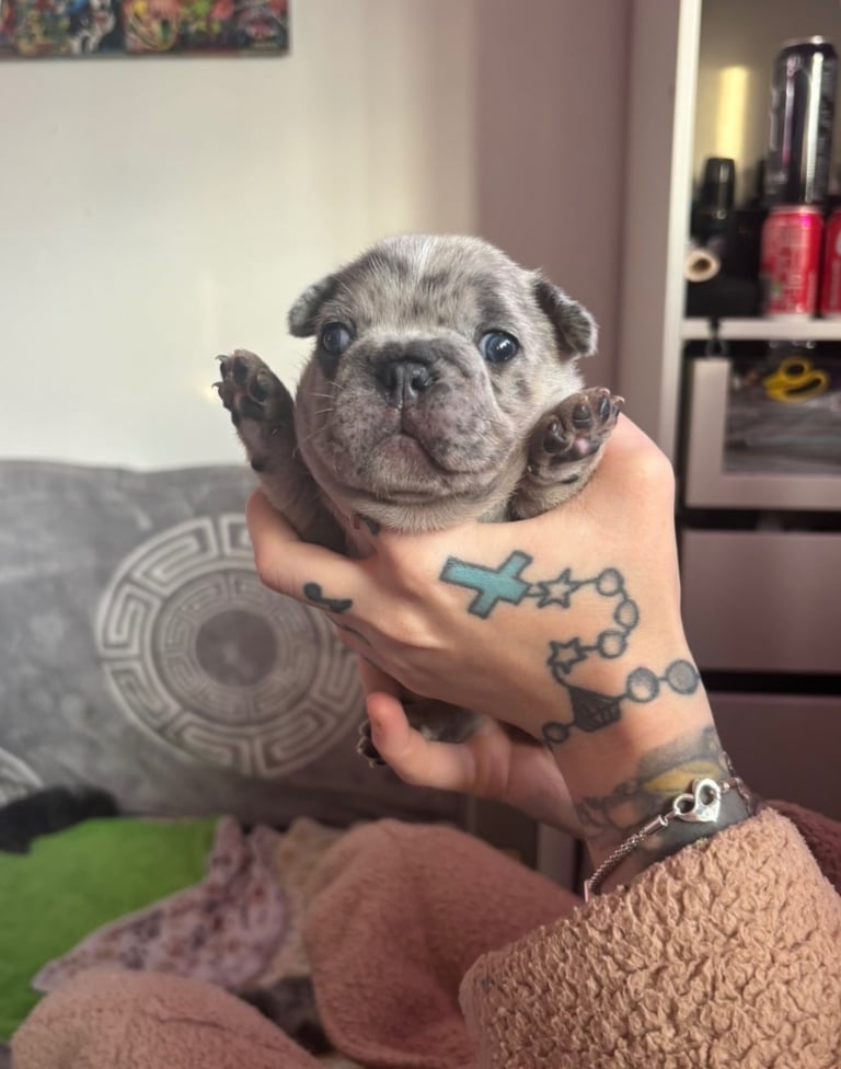 French Bulldog Puppies