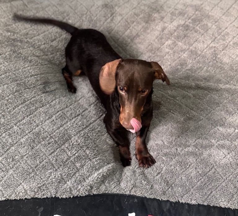 SOLD!!!Male Dashshund