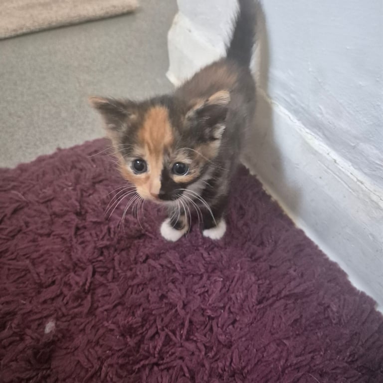 Gorgeous kittens for sale
