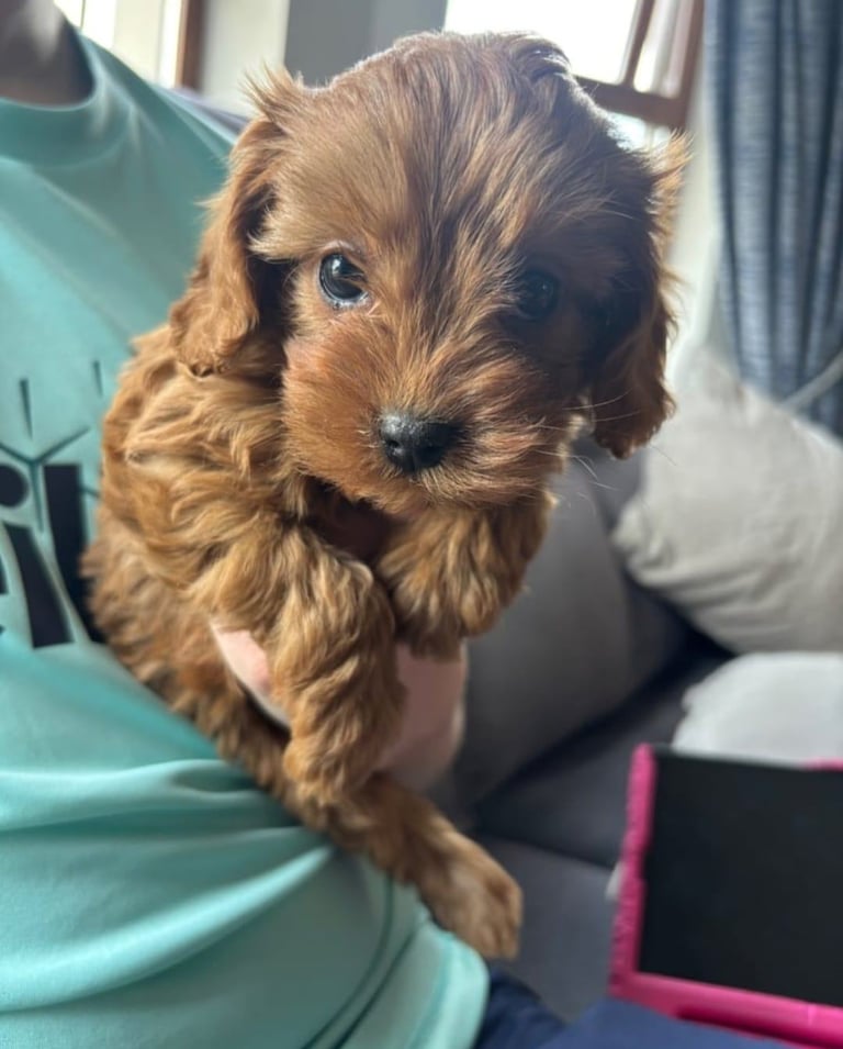 BEAUTIFUL LITTLE RED CAVAPOO PUPPIES 