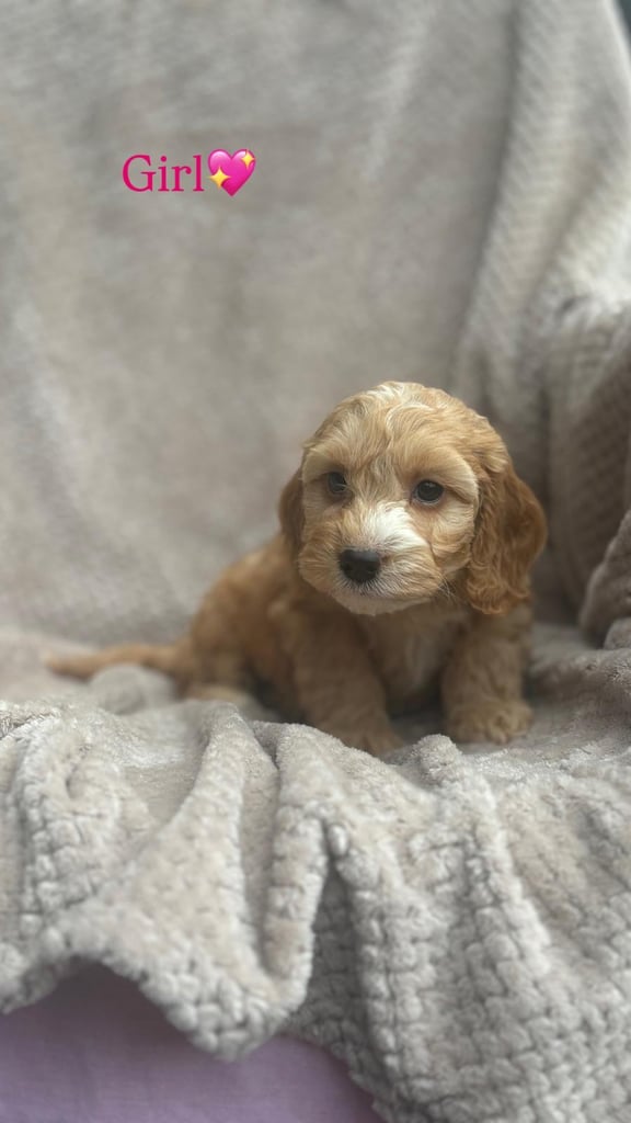 toy cockapoo