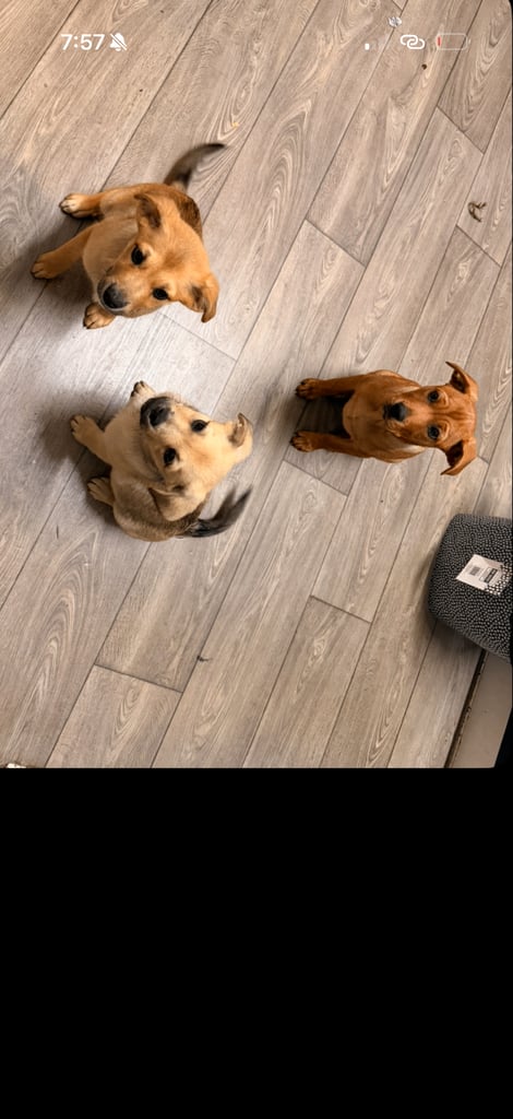 Puppies 