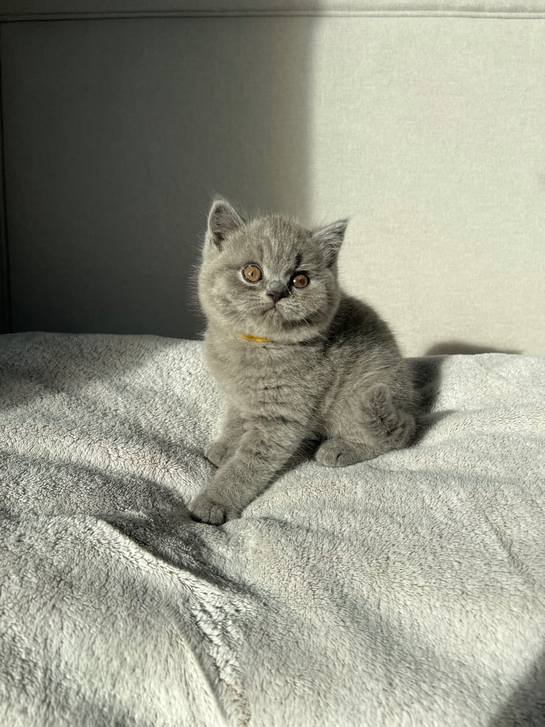  👑 Champion line GCCF British Shorthair girls 👑