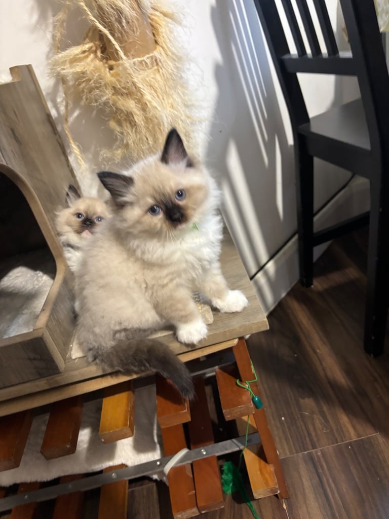  Ragdolls kittens 