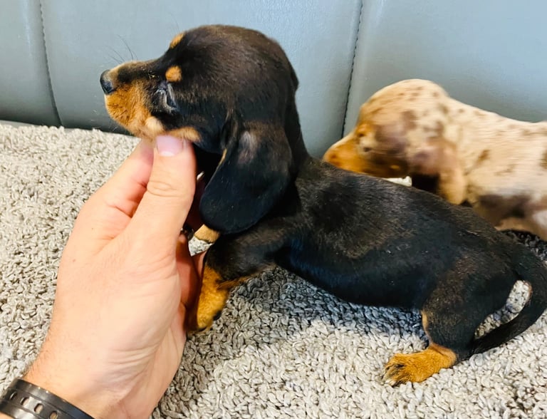 miniature dachshund