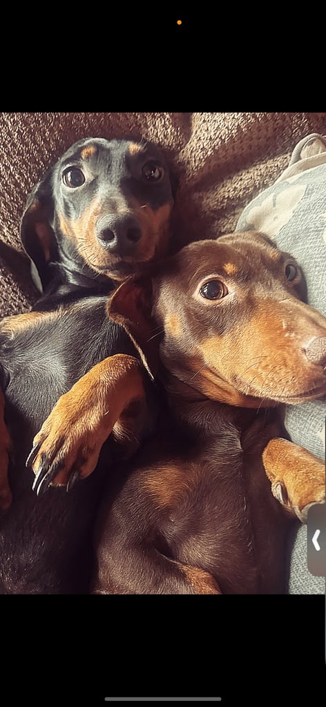 Slinky and Bonnie 