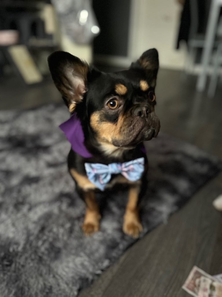 1 week old fluffy French bulldogs 