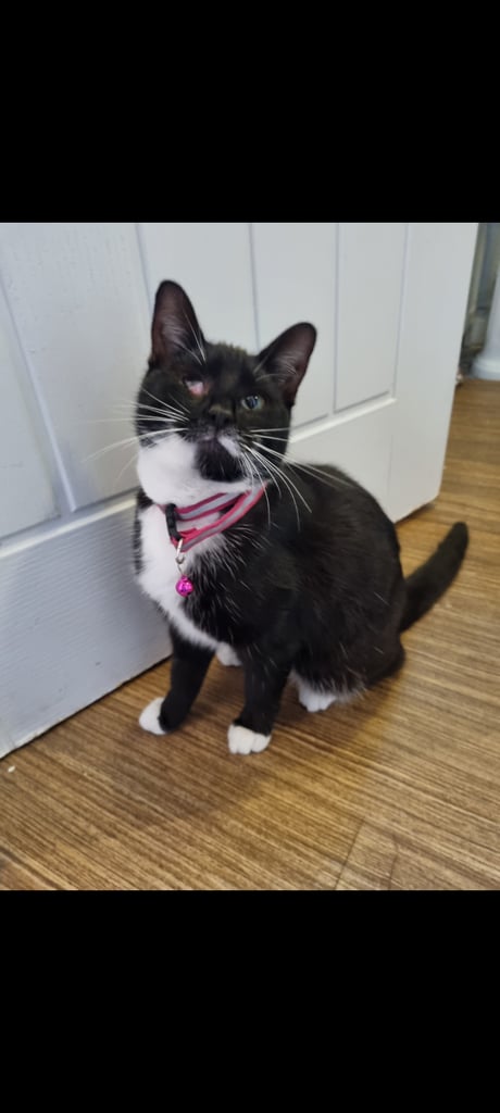 Lost cat