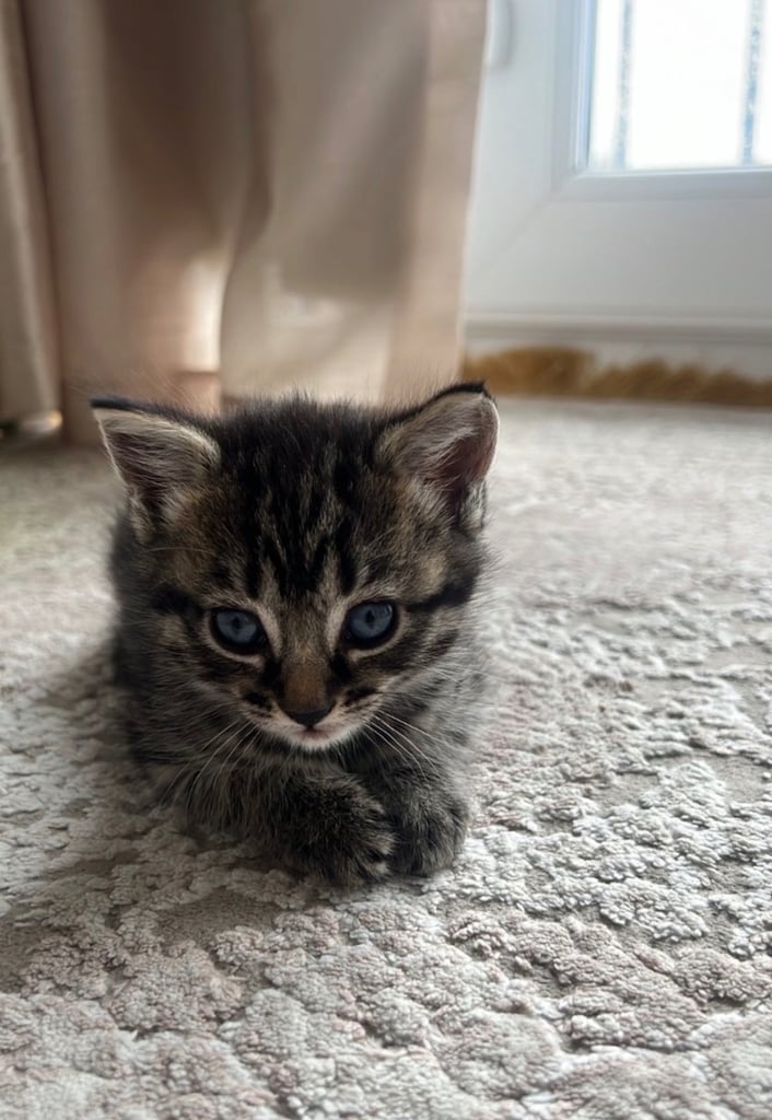 🐱✨ 8-Week-Old female Kitten – READY TO LEAVE!