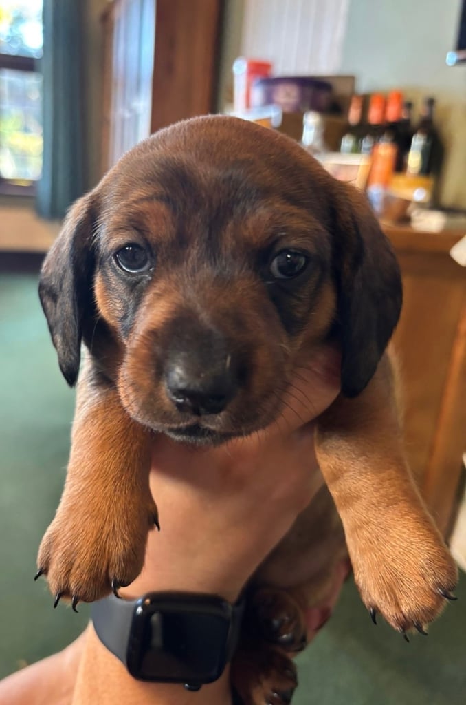 Adorable dachshund puppies 