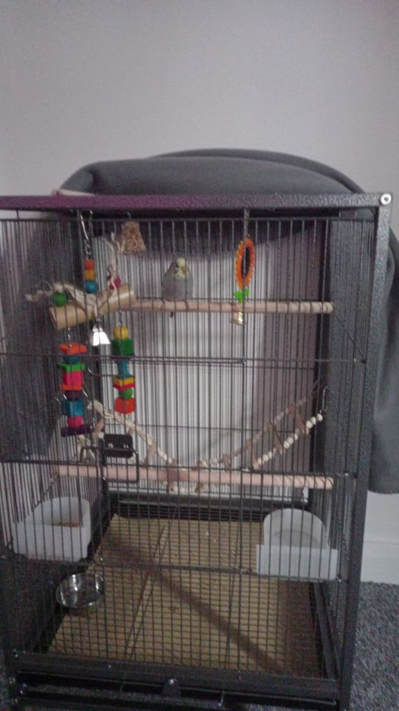 Little Beauty Jessabelle budgie for sale £100.00