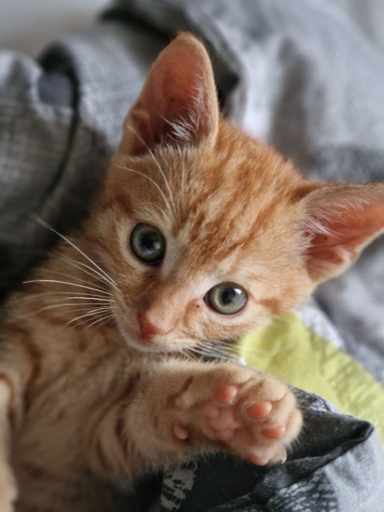 image for Mocha, orange tabby cat