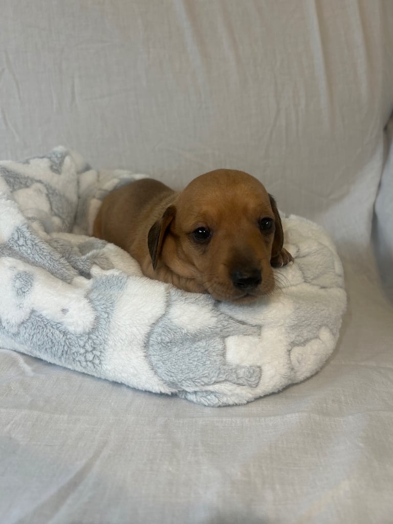dachshund puppy’s ready to leave next week 