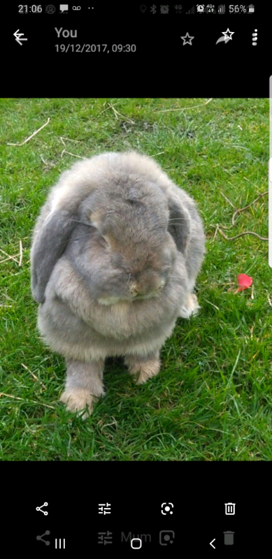 9 month old Giant female French lop blue otter
