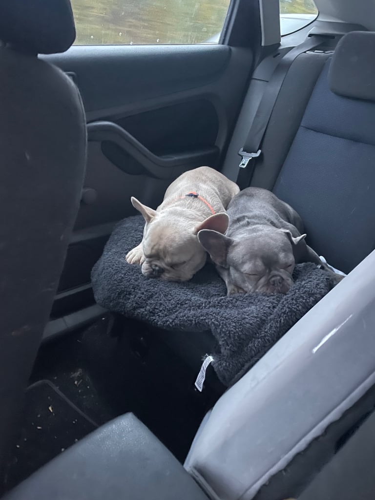 3x French bulldog also have a English bulldog (please read whole add)