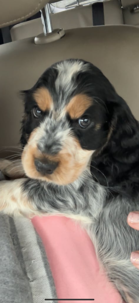 Show cocker pups 