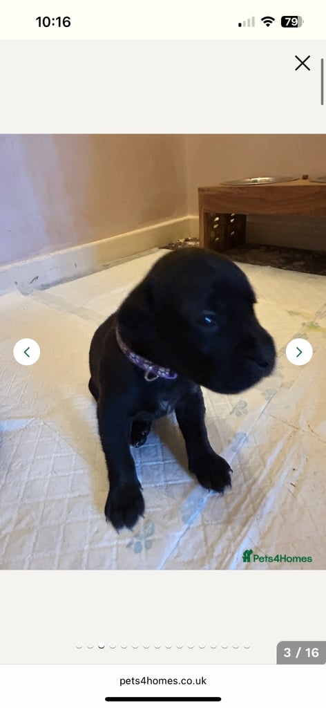 2x staff girls available 