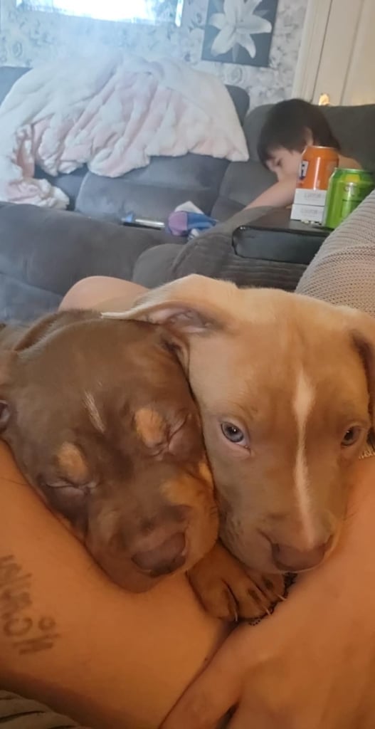 Staffordshire mix pup 