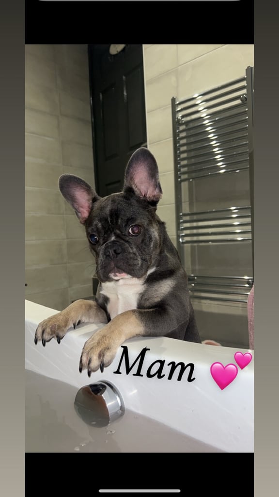 French bulldog pups 