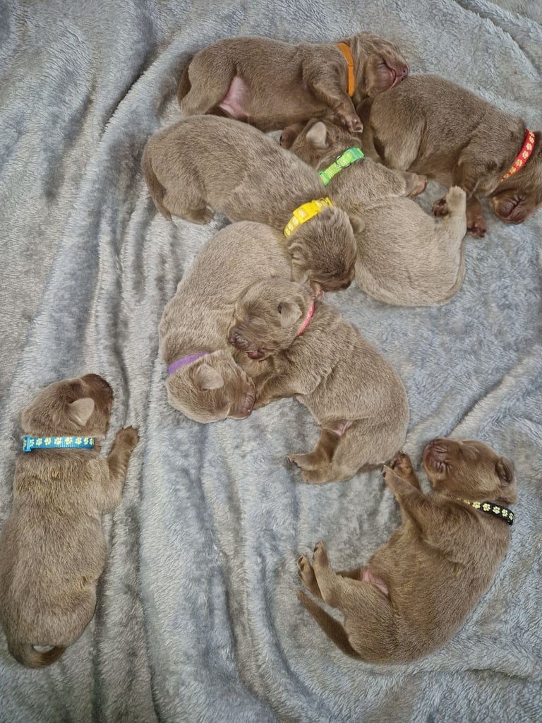 Silver labrador's KC
