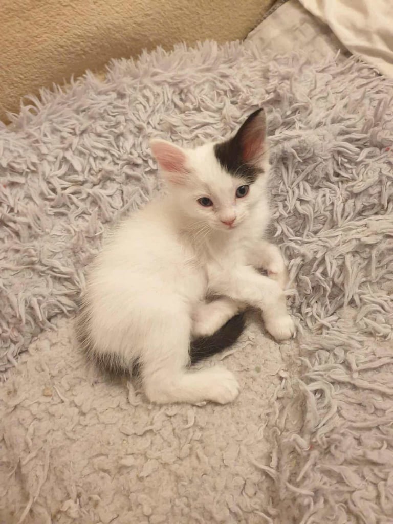 mixed ragdoll kitten(male)