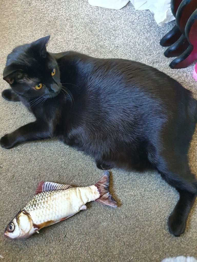 image for Black half bengal cat