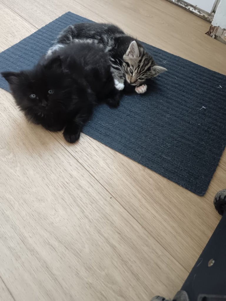 Kittens 