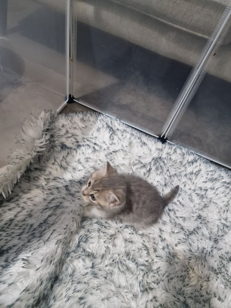 7 kittens 