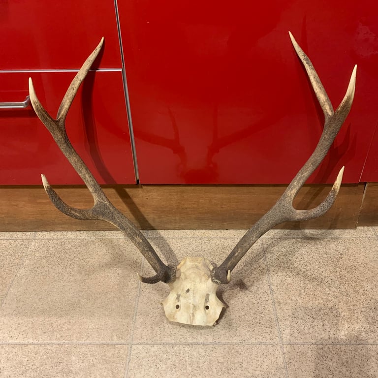 8 Tine Antique Red Dear Antlers