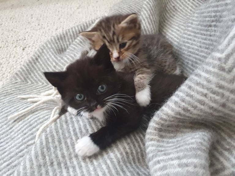 Cute black and white male kitten half BSH/tabby