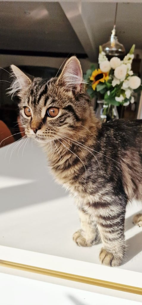 Beautiful, Affectionate Male Kitten - ready to go now